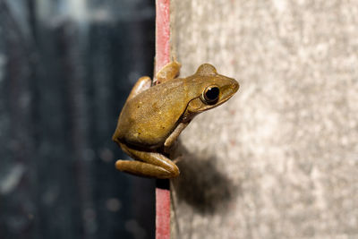 Close-up of a lizard on metal