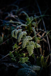 Close-up of fresh green plant