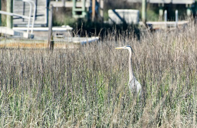 View of bird on field