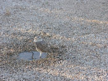 High angle view of lizard