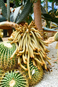 Close-up of cactus growing on tree