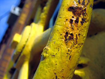 Close-up of yellow leaf