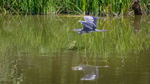 View of a bird flying over calm lake