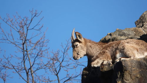 Low angle view of giraffe on tree