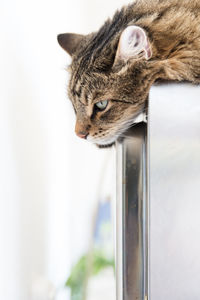 Close-up portrait of cat looking through window