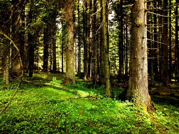 Scenic view of forest