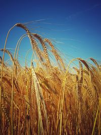Close-up of wheat field