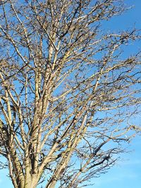 Low angle view of flowering tree against blue sky