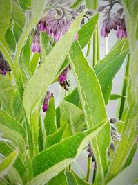 Close-up of plant