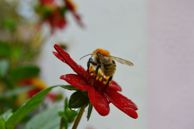 Close-up of bee on red flower