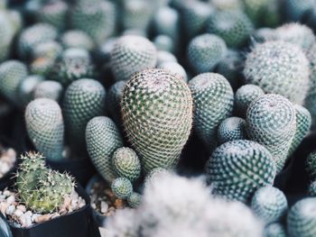 High angle view of succulent plant