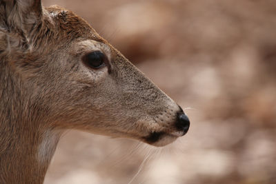 Close-up of deer