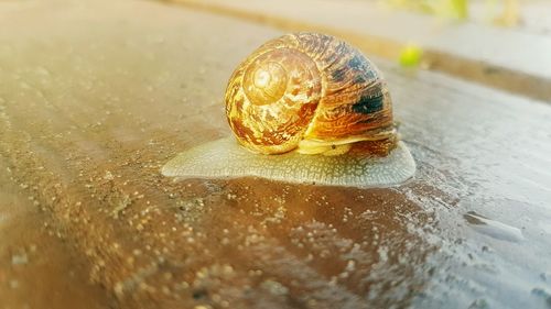 Close-up of snail on wet table