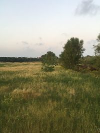 Scenic view of field against sky