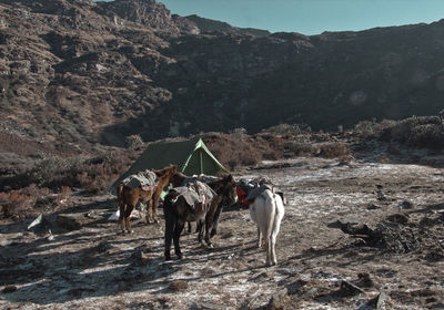 Horses on field