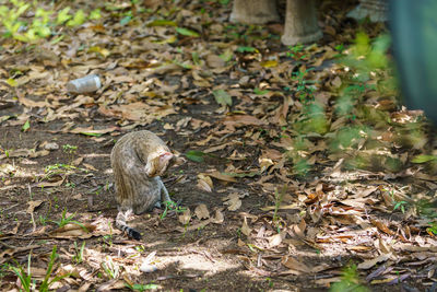 Monkeys in a forest