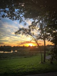 Silhouette trees on field against sky at sunset