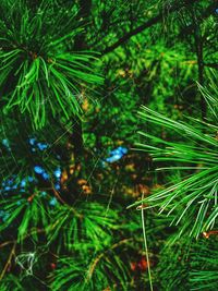 Low angle view of palm trees