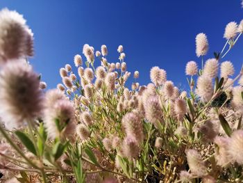 Low angle view of flowering plants on field against blue sky