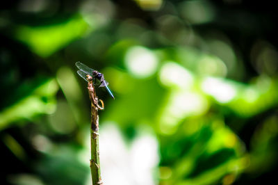 Close-up of dragonfly on plant