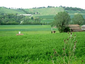 Scenic view of grassy field