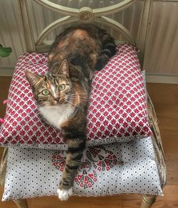 High angle portrait of cat relaxing at home