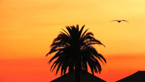 Silhouette of palm trees at sunset