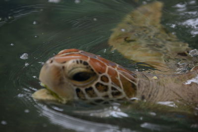 High angle view of turtle in sea