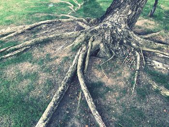 High angle view of tree in forest