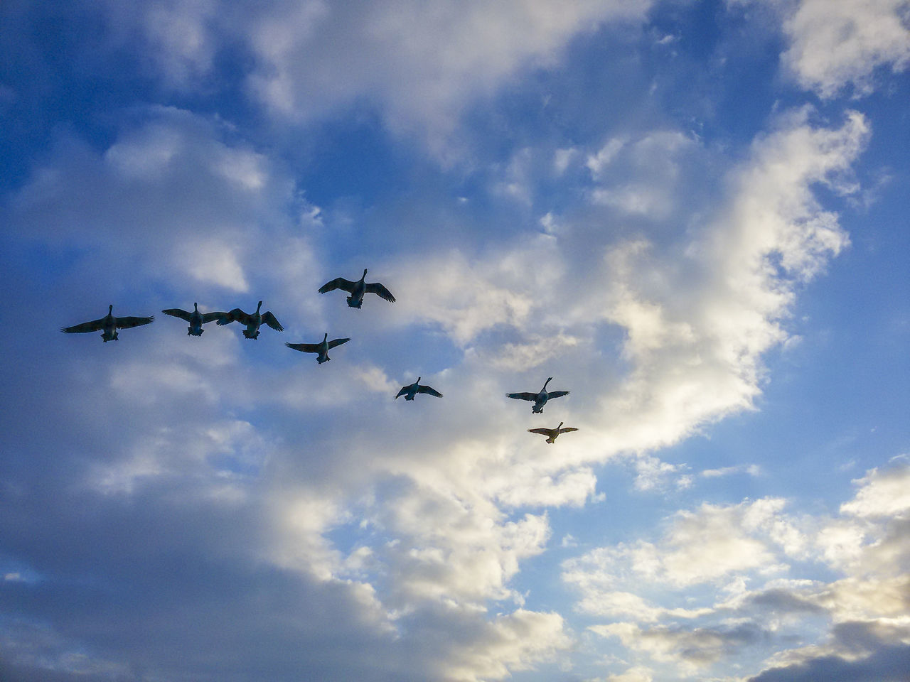 flying, air vehicle, airplane, low angle view, transportation, mode of transport, sky, mid-air, cloud - sky, public transportation, on the move, cloudy, blue, travel, cloud, journey, commercial airplane, fighter plane, outdoors, airways