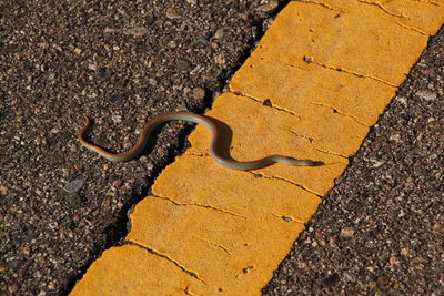 High angle view of snake crawling on road