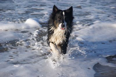 Dog in sea