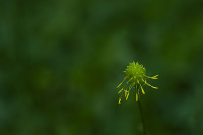 Close-up of dandelion on plant