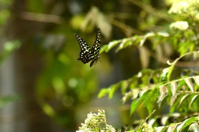 Butterfly on leaf