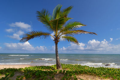 Palm tree by sea against sky