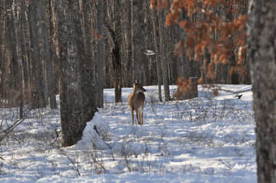 Whitetail deer with a hawk flying overhead unexpectedly