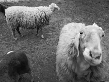 Sheep grazing on field