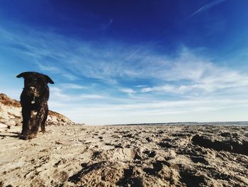 View of dog on beach against sky