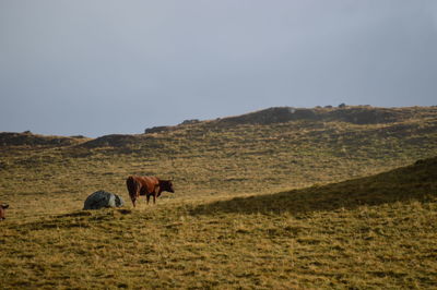 Horse grazing on field