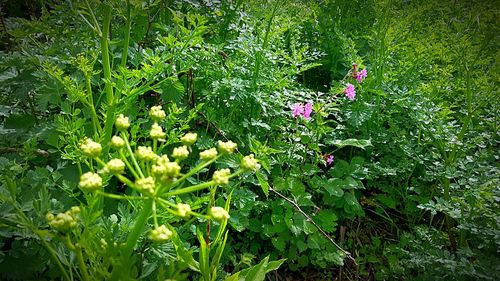 Flowers growing on plant