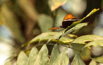 Close-up of insect on plant