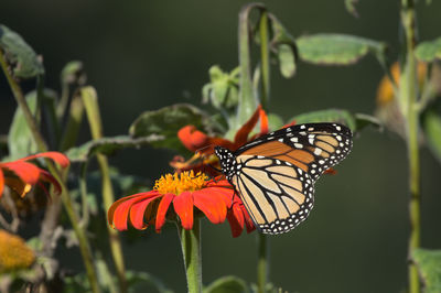 Monarch butterfly from the side