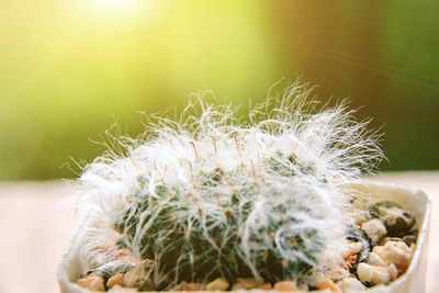 Close-up of cactus on plant