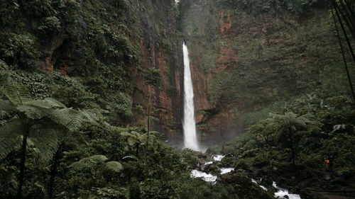 Scenic view of waterfall in forest