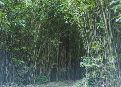 Close-up of plants growing in forest
