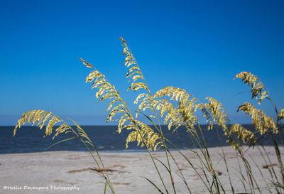 Plants growing on beach against clear blue sky