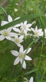 Close-up of white flowers