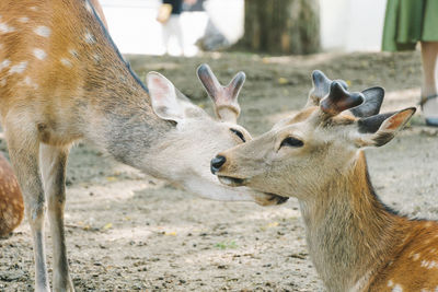 Close-up of deer