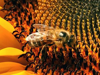 Close-up of insect on flower