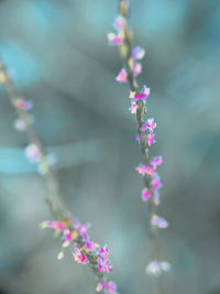 Close-up of pink flowers
